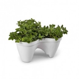 MACETA IVY - WHITE+GREEN...